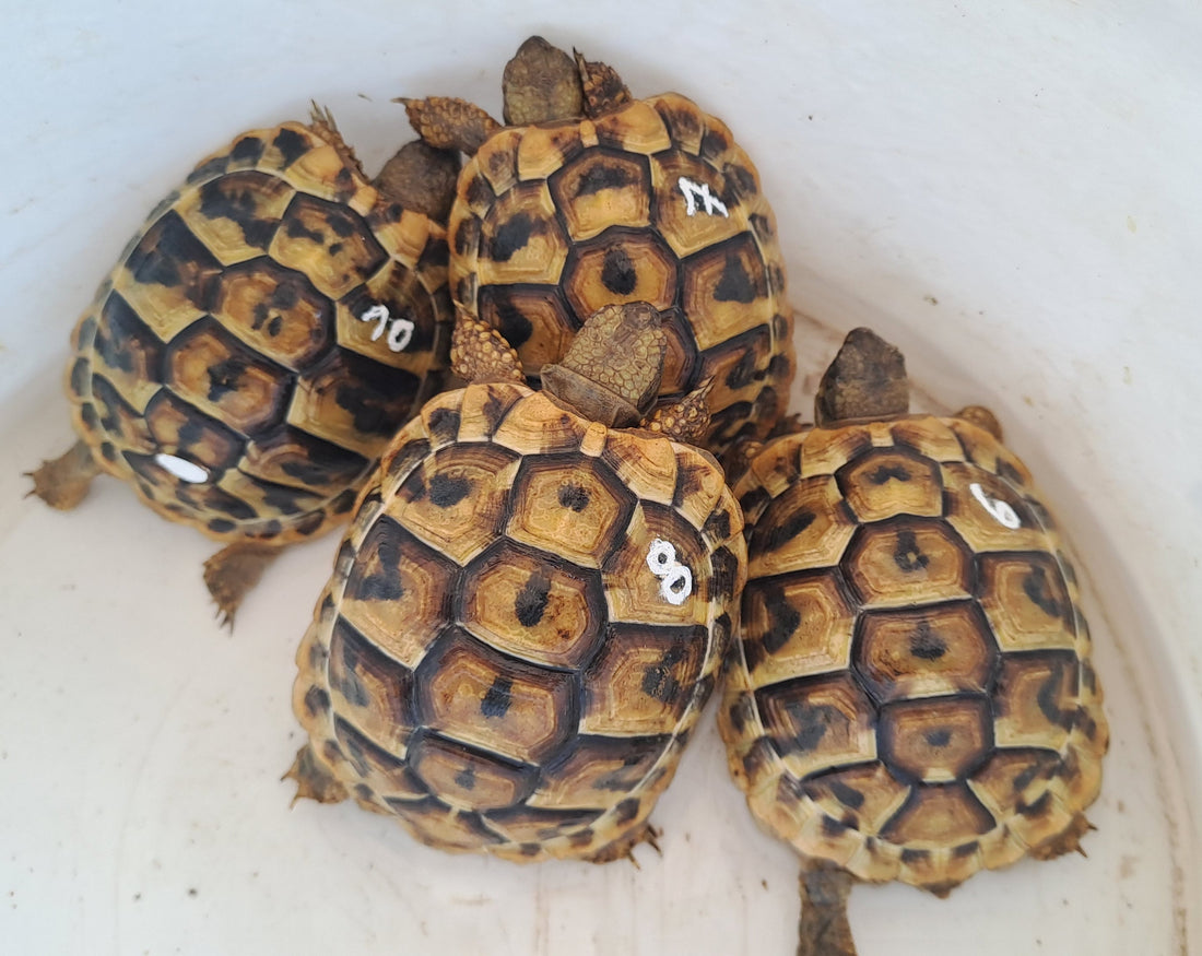 Griechische Landschildkröten NZ 2022, 2023 und 2024 zu verkaufen