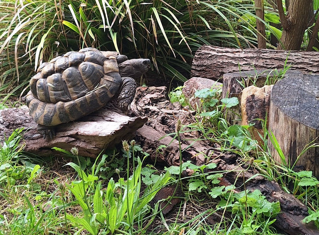 Griechische Landschildkröte NZ 2001 zu verkaufen