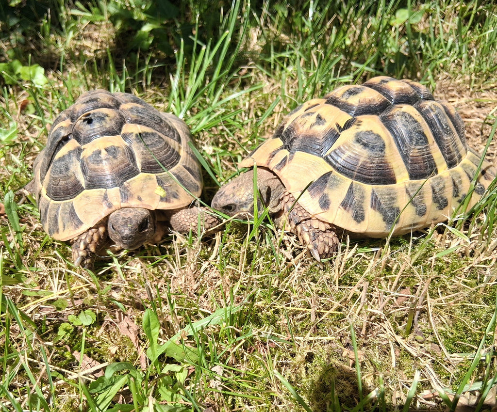 Schildkröte Männchen Nz 2020 zu verkaufen