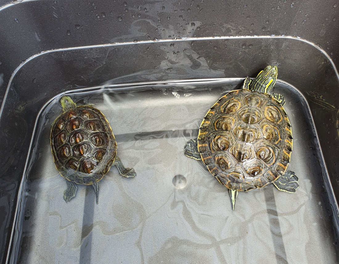 Wasserschildkröten