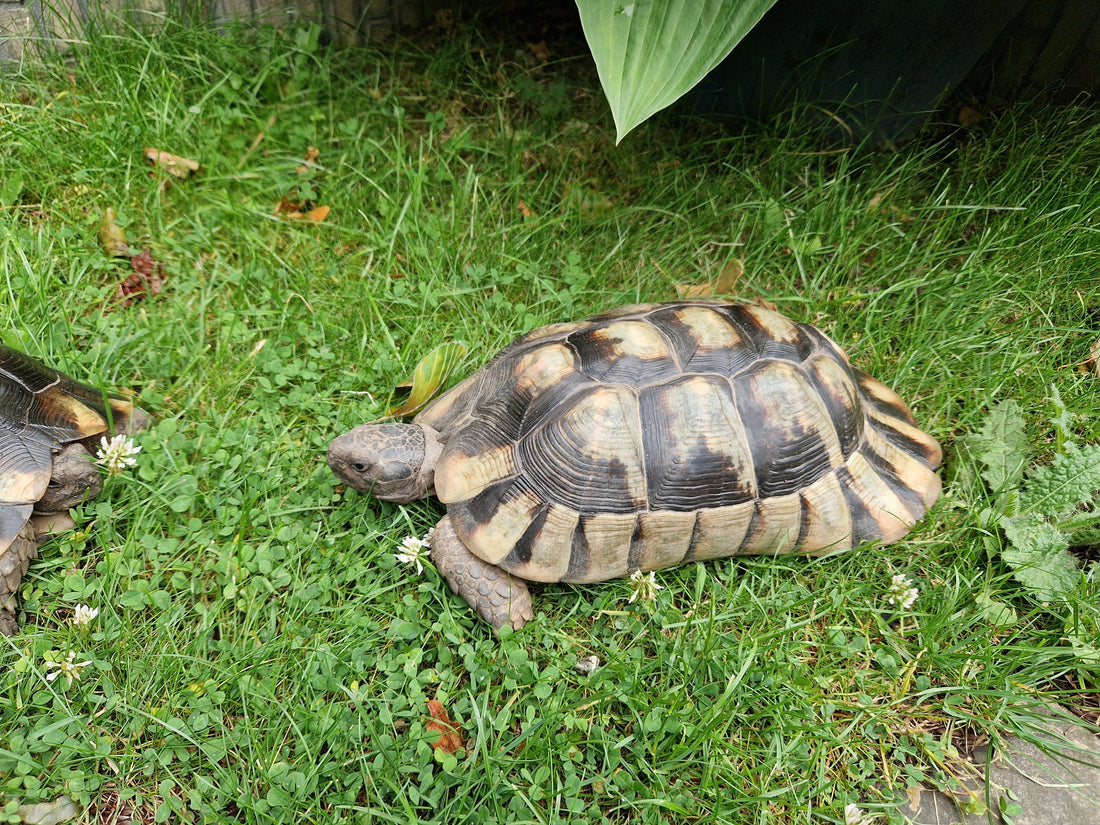 Breitrandschildkröte 2007