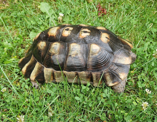 Breitrandschildkröte 2009