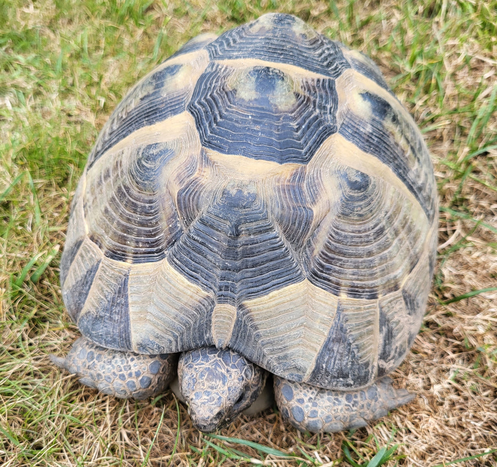 Maurische Landschildkröte zu verkaufen