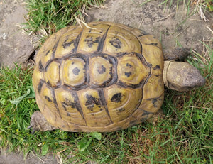 Testudo Marginata und Hermanni zu verkaufen