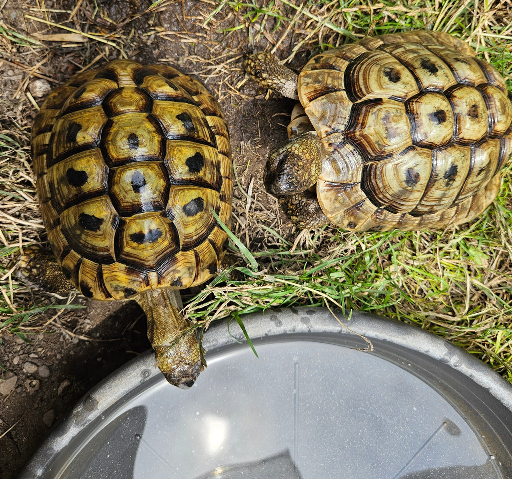 2 Griechische Landschildkröten (Testudo Hermanni ) Männlich abzugeben