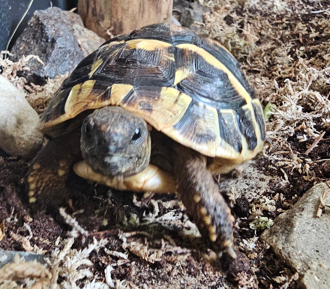 Griechische Landschildkröte - sucht eine neues Zuhause