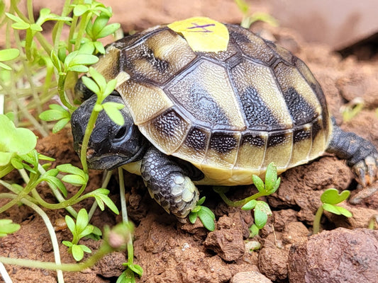 Griechische Landschildkröten
