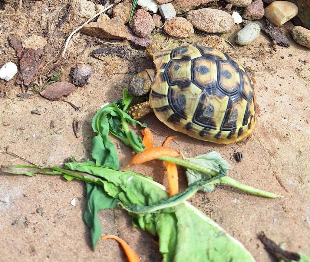 Griechische Landschildkröte
