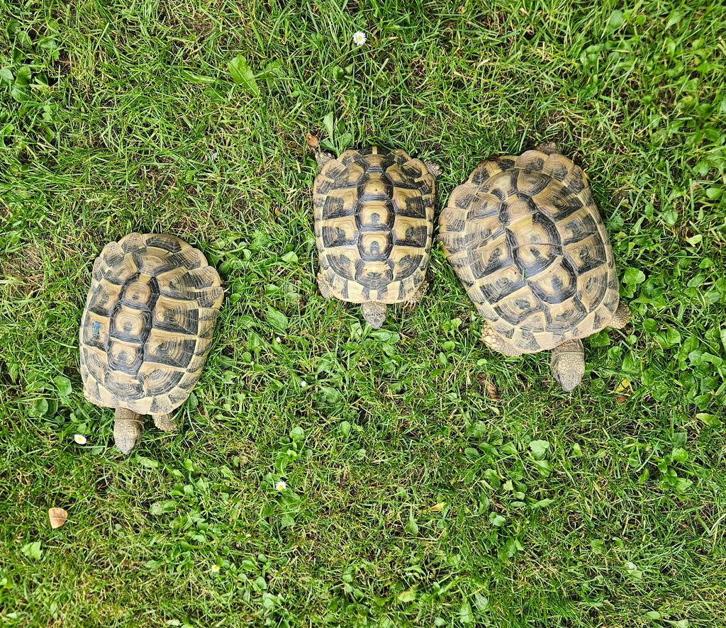 Männliche Griechische Landschildkröten