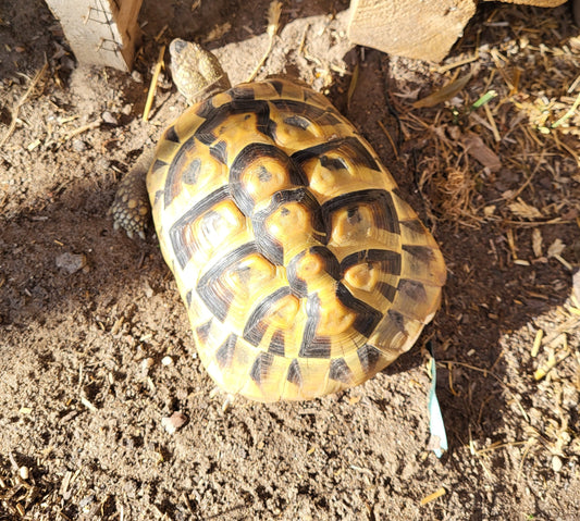 Griechische Landschildkröten