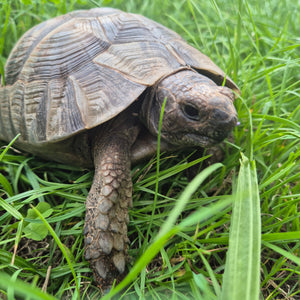 Maurische Landschildkröte/Testudo graeca 08/2014