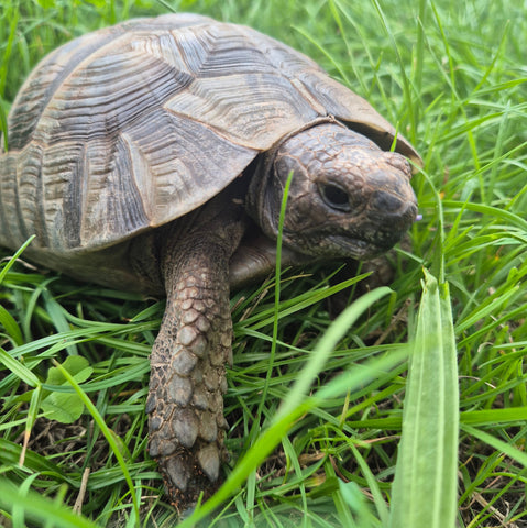 Maurische Landschildkröte/Testudo graeca 08/2014