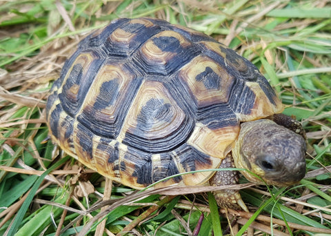 4-jährige weibliche Italienische Landschildkröte (Thh aus Apulien, Lokalform Bari, Westrasse der Griechischen Landschildkröte) zu verkaufen