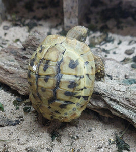 Nachzucht Griechische Landschildkröten
