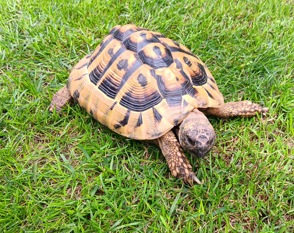 Griechische Landschildkröte männlich zu verkaufen