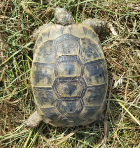 Levantinische Landschildkröte (Maurische Landschildkröte Testudo graeca terrestris) Weibchen Nachzucht 2022 Lokalform Nordsyrien zu verkaufen