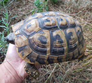 11 jähriges eierlegendes Weibchen der Griechischen Landschildkröten zu verkaufen (Thb aus eigener Nachzucht)