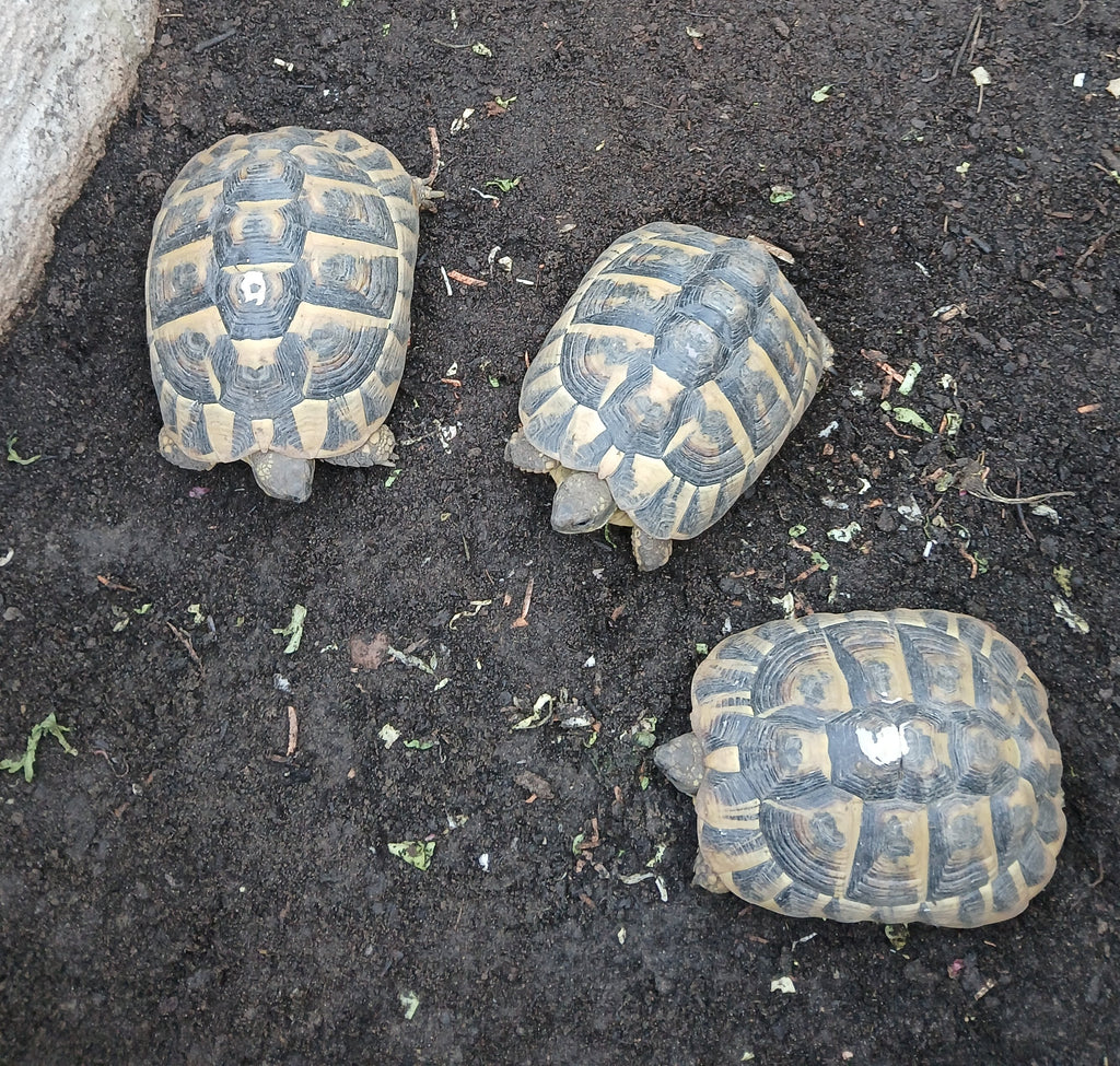 3 Griechen Mädels