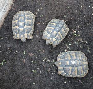 3 Griechen Mädels