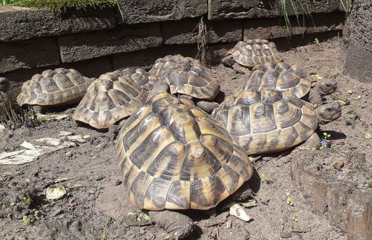Griechische Landschildkröten