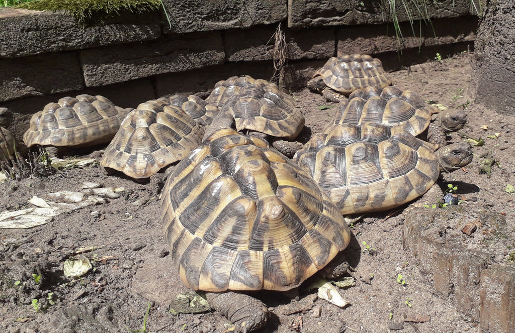 Griechische Landschildkröten
