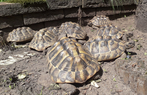 Griechische Landschildkröten