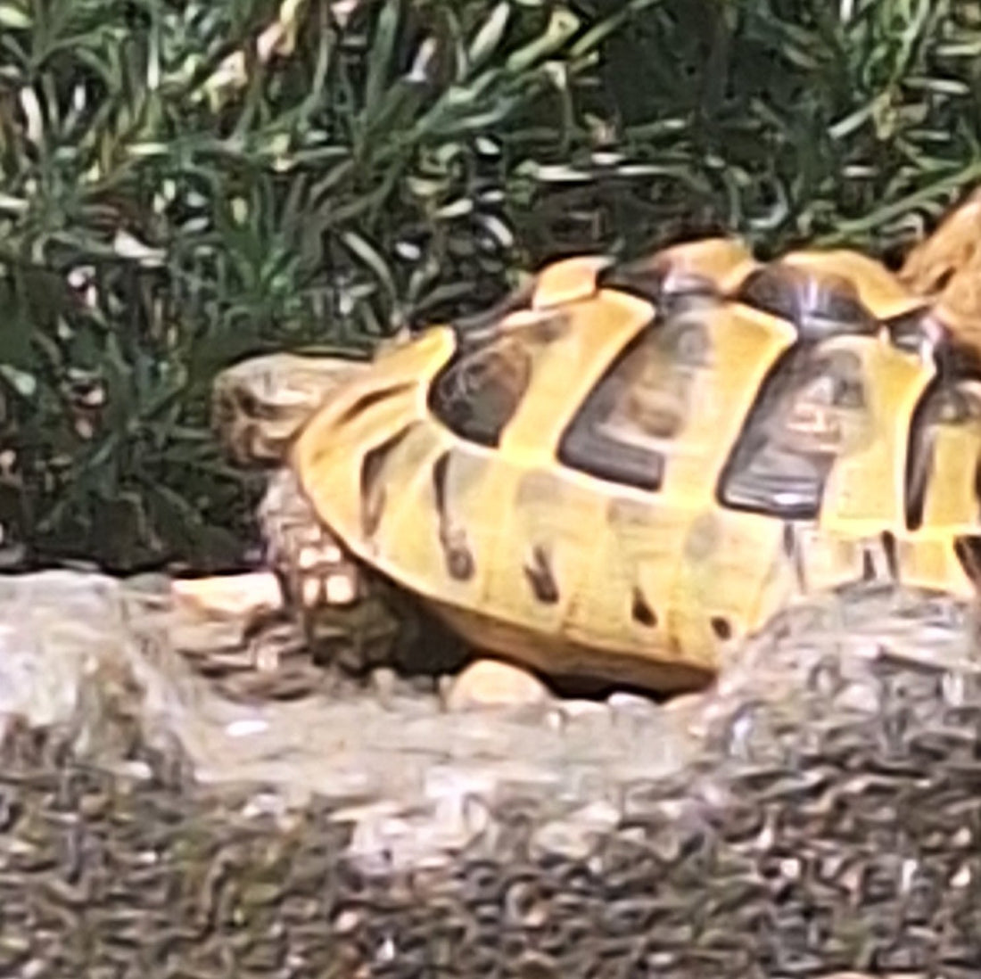 Griechische Landschildkröte