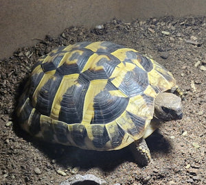 Griechische Landschildkröte (08/2020) abzugeben