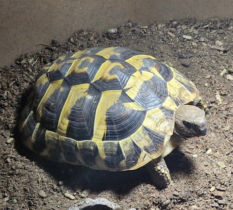Griechische Landschildkröte (08/2020) abzugeben