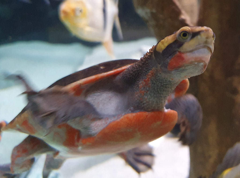 Rotbauch-Spitzkopfschildkröte Emydura subglobosa