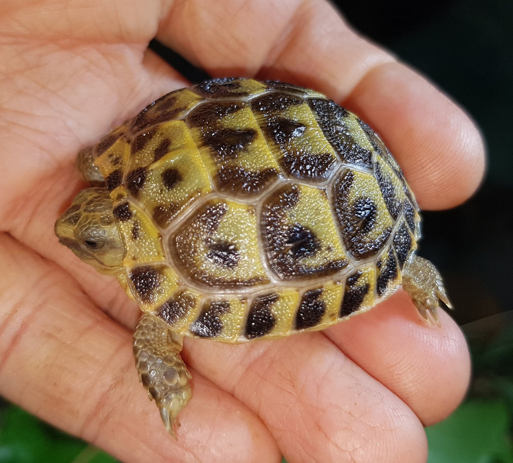 Steppenschildkröten (Russische Landschildkröten), Agrionemys horsfieldii weibliche Nachzucht 2025 zu verkaufen