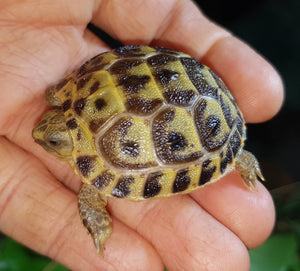 Steppenschildkröten (Russische Landschildkröten), Agrionemys horsfieldii weibliche Nachzucht 2025 zu verkaufen
