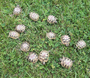 Griechische Landschildkröten NZ 2024/2025 zu verkaufen