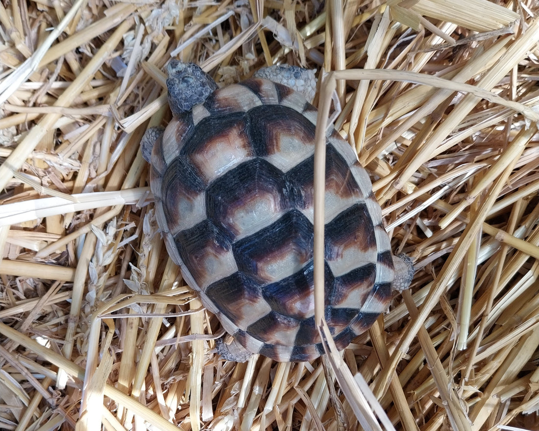 Breitrandschildkröten
