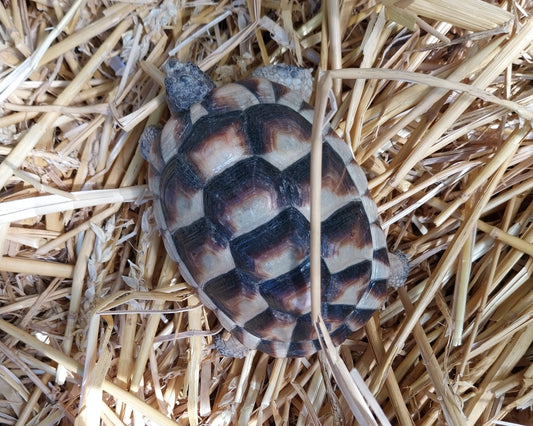 Breitrandschildkröten