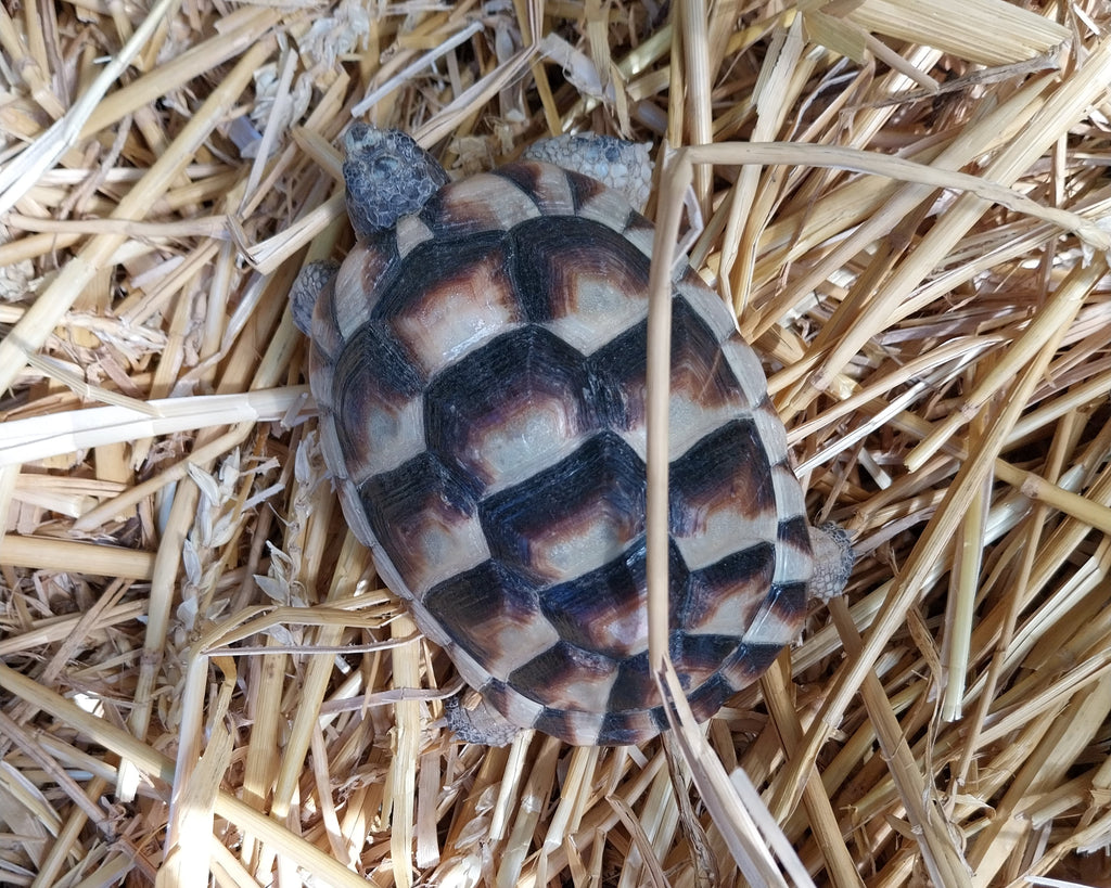 Breitrandschildkröten