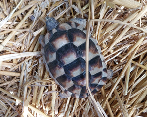 Breitrandschildkröten