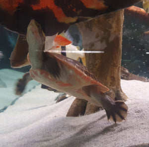 Rotbauch-Spitzkopfschildkröte Emydura subglobosa