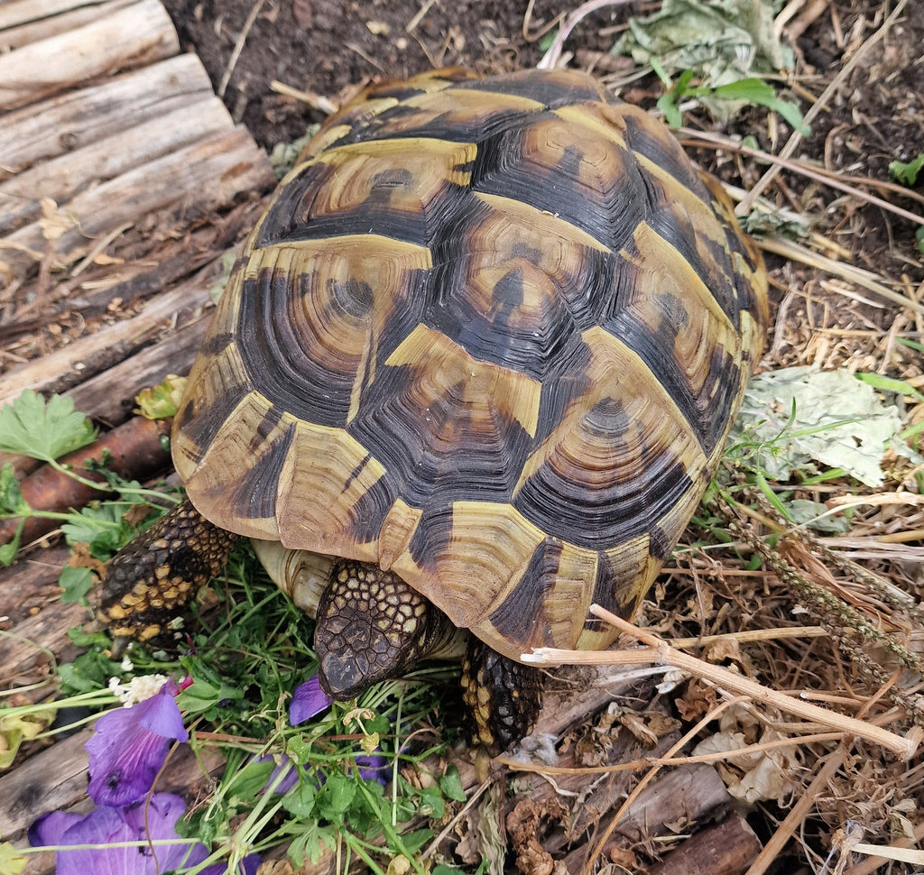 Griechische Landschildkröte Weiblich *08.2016