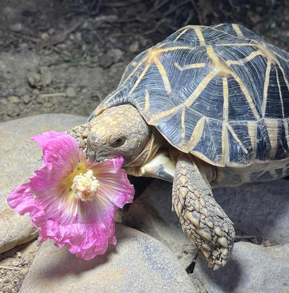 Sternschildkröte Geochelone Elegans NZ 2020