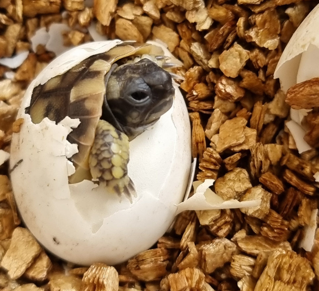 Griechische Landschildkröten (Nachzucht 2025) suchen sonniges Zuhause