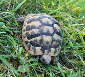 Griechische Landschildkröten