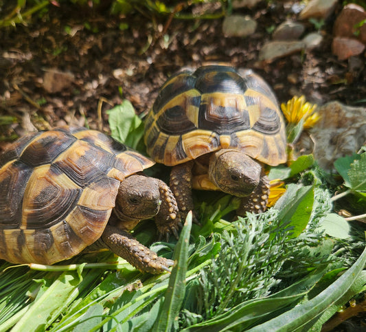 Griechische Landschildkröte