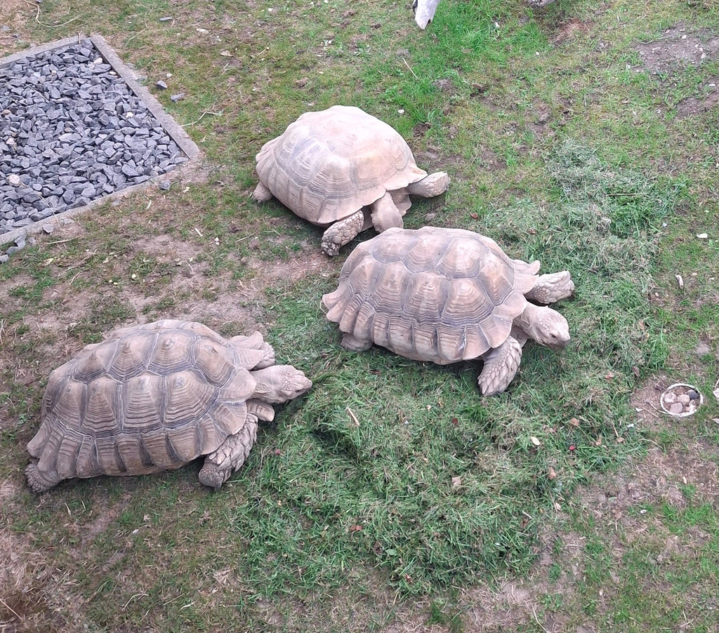 Spornschildkröten Gruppe 3 Tiere