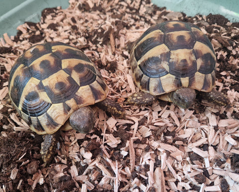 2 Griechische Landschildkröten mit Zubehör zu verkaufen