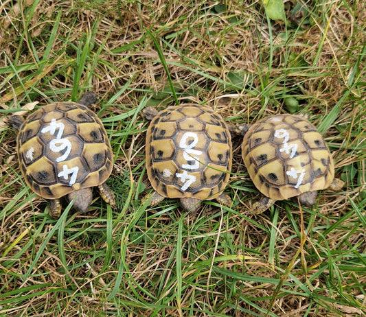 Griechische Landschildkröten 2026