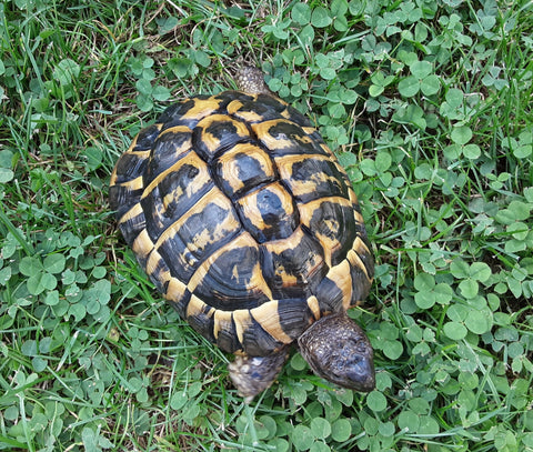 2 griechische Landschildkröten männlich und weiblich zu verkaufen