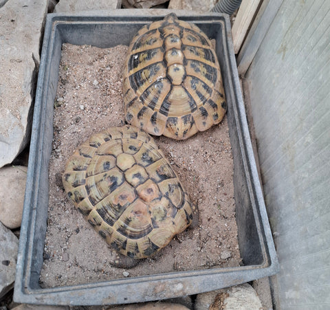 Griechische Landschildkröten NZ 2004