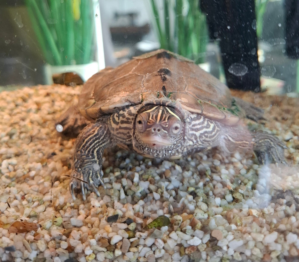 Mississippi Höckerschildkröte