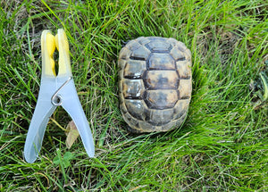 Maurische Landschildkröte